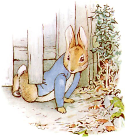 peter rabbit squeezing under gate.